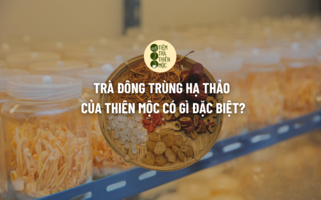 Trà Đông Trùng Hạ Thảo Thiên Mộc