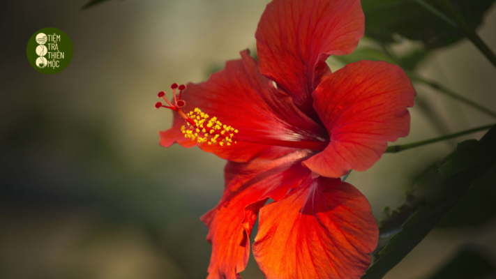 Hoa Hibiscus có màu đỏ nổi bật