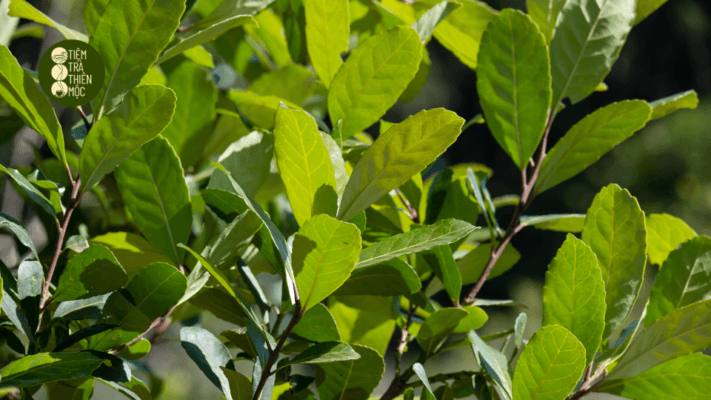 Trà Yerba Mate là gì?